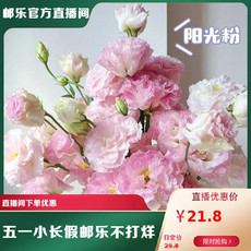 农家自产 云南通海洋桔梗鲜切花花束节庆用花礼品花束基地直发