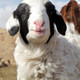 【鲜从草原来】【草原小土豪套餐】草原羊1只 20亩内蒙古大草原草场6个月产出
