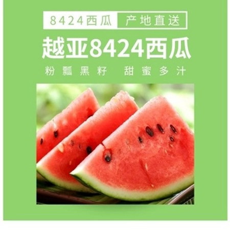  【上海邮政】 邮政农品 南汇8424 一枚装（6.5-8斤）图片