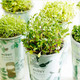 乐活栽培 自动吸水盆栽 绿色健康植物 迷你创意绿植 香菜XT4402