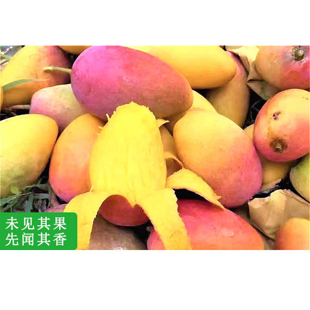 海南三亚新鲜芒果 当季超甜水果 中果贵妃芒图片