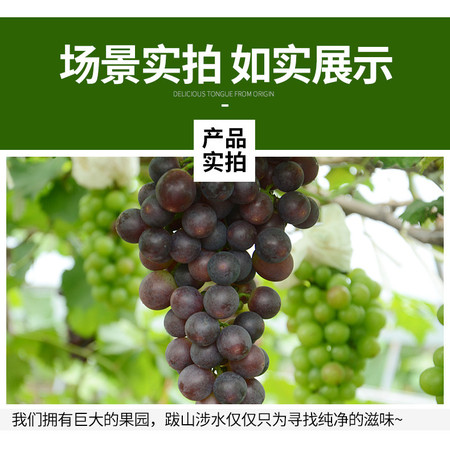 新鲜葡萄夏黑葡萄孕妇水果