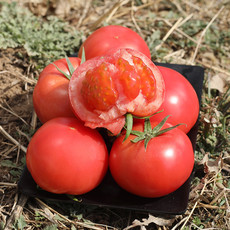 【北京馆】密云本地自然熟沙瓤西红柿约1500g
