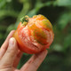 邮政农品 【北京优农】密之蓝天密云本地超级精彩番茄
