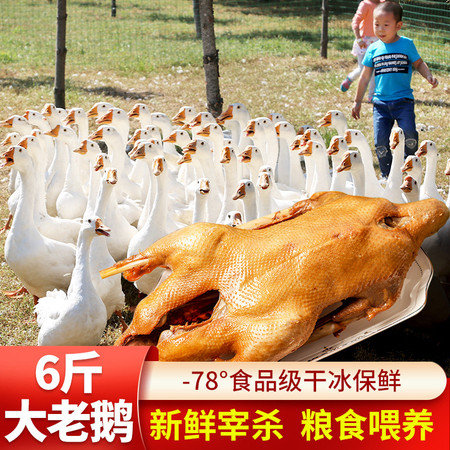 密水农家 【北京优农】鲜活宰杀散养农家鹅 杀后6斤左右