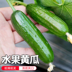 密水农家 【北京优农】自种荷兰绿黄瓜 鲜摘生吃水果黄瓜