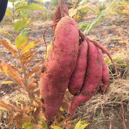  邮政农品 【北京优农】密云密之蓝天农家新鲜红薯带箱3000g