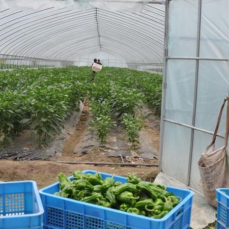 杭锦昌经济套餐蔬菜B