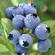 自产自销 仙居本地蓝莓鲜果2斤装江浙沪包邮8*125g五月中旬上市发货