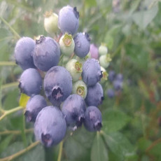 农家自产 金华塔石深山精品蓝莓大果(15-18mm)
