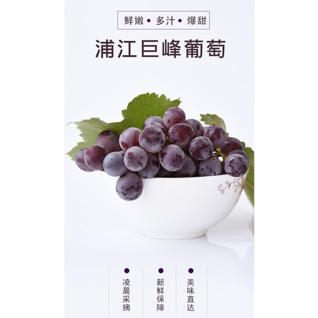 【仅限金华】浦江巨峰葡萄2串（1kg左右）新鲜采摘现摘现发大同城配送图片