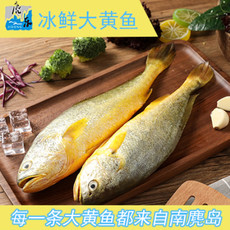 【产地直发】温州特产麂东南麂岛冰鲜大黄鱼
