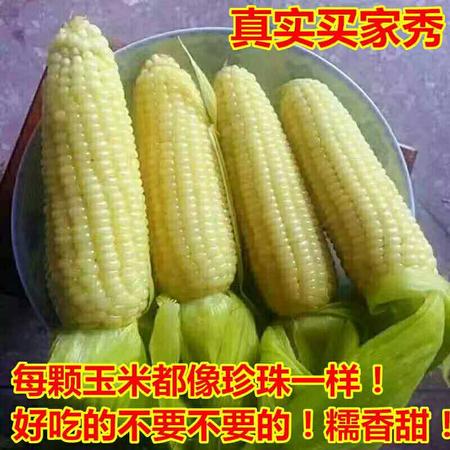 【限江浙沪】宁波农家有机糯米玉米7-8根 现摘现卖 5斤包邮图片