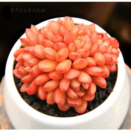 【多肉植物】红宝石群生 办公室防辐射桌面绿植花卉盆栽