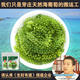 D&T越南芽庄海葡萄绿色鱼子酱料理寿司海藻100g/袋（防港）
