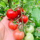 农家自产 新疆小番茄樱桃小西红柿3斤