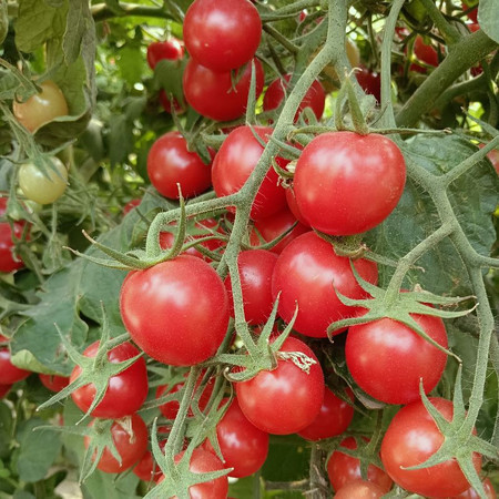 农家自产 新疆小番茄樱桃小西红柿3斤
