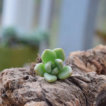 花间莳 奶油鳄梨 3cm带根（带盆带土）萌美多肉植物盆栽 办公室家居生态花卉绿植图片