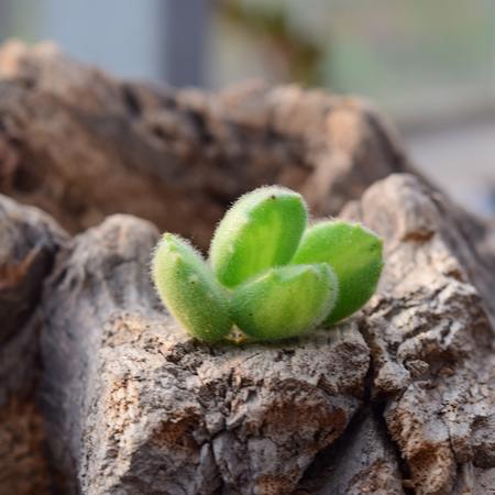 花间莳 黄熊 4片叶子无根（带盆带土）萌美多肉植物盆栽 办公室家居生态花卉绿植图片