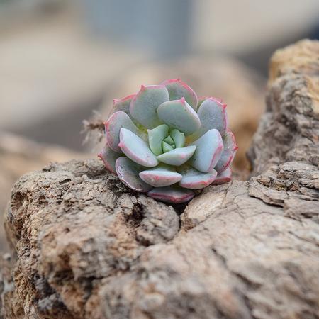 花间莳 026凌波仙子 3-4cm有根（带盆带土）萌美多肉植物盆栽 办公室家居生态花卉绿植