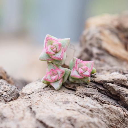 花间莳 彩色蜡笔 1-2cm（带盆带土）萌美多肉植物盆栽 办公室家居生态花卉绿植图片