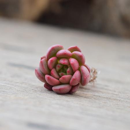 花间莳 红宝石 单头（带盆带土）萌美多肉植物盆栽 办公室家居生态花卉绿植