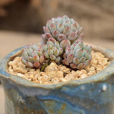 花间莳 蓝豆 4-6头群生（带盆带土）萌美多肉植物盆栽 办公室家居生态花卉绿植图片