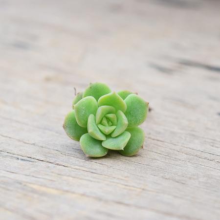 花间莳 尼克莎娜 3cm有根（带盆带土）萌美多肉植物盆栽 办公室家居生态花卉绿植图片