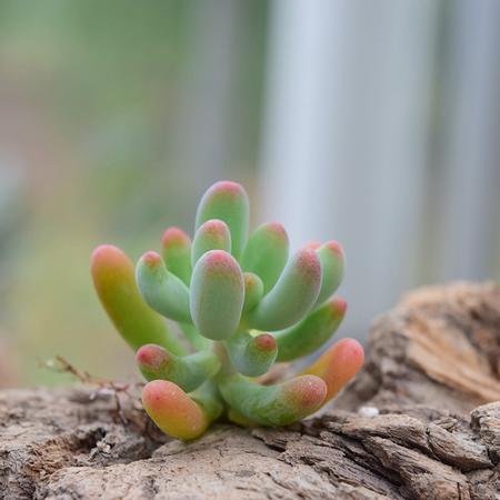 花间莳 乙女心 3-4cm（带盆带土）萌美多肉植物盆栽 办公室家居生态花卉绿植