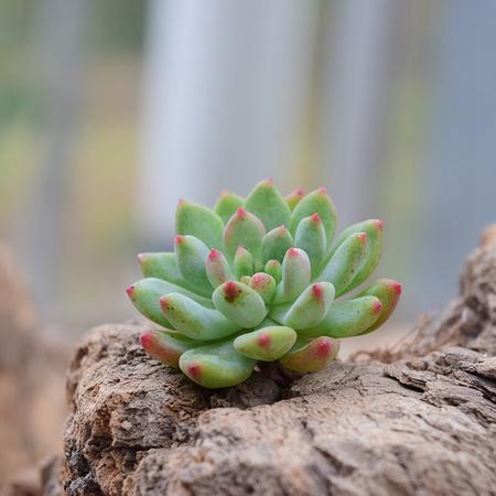 花间莳 蓝苹果 3-4cm  超美多肉植物绿植盆栽 （带盆带土）1040办公室家居绿植小盆栽花卉【复制】图片