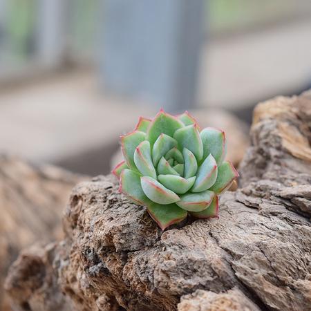 花间莳 织锦 3-4cm（带盆带土）萌美多肉植物盆栽 办公室家居生态花卉绿植