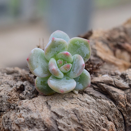 花间莳 橙梦露 3cm小苗（带盆带土）萌美多肉植物盆栽 办公室家居生态花卉绿植