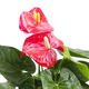 雪利花卉 红掌 大盆（花株约55CM） 鲜花花卉