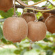 豫林 猕猴桃大果5-6枚试吃装（单果100-140克）约700克新鲜水果奇异果当季水果