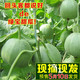 【预售】农家自产 绿宝甜瓜 5斤装（约6-9个） 新鲜水果甜瓜脆瓜绿宝石香瓜