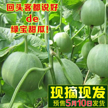 【预售】农家自产 绿宝甜瓜 5斤装（约6-9个） 新鲜水果甜瓜脆瓜绿宝石香瓜图片