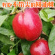 【29.8元】3斤装 油桃 中油9号油桃 个大圆润不带尖 脆甜 新鲜水果