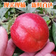【29.8元】3斤装 油桃 中油9号油桃 个大圆润不带尖 脆甜 新鲜水果