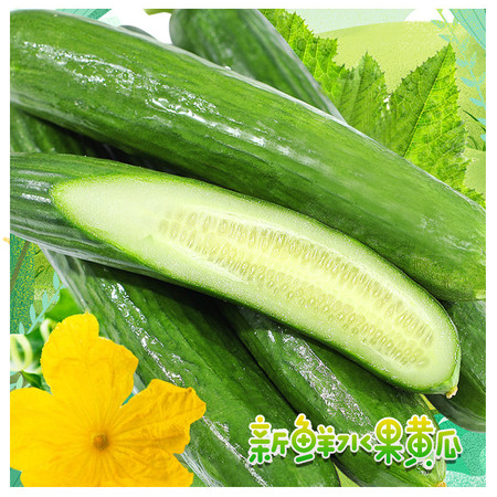  农家自产 水果小黄瓜3斤 乳黄瓜 新鲜蔬菜即食青瓜图片