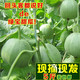 农家自产 绿宝甜瓜 5斤装（6-9个） 新鲜水果甜瓜脆瓜绿宝石香瓜