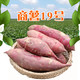 农家自产 商薯19红薯2.5斤/箱   白心红薯白瓤香糯白薯