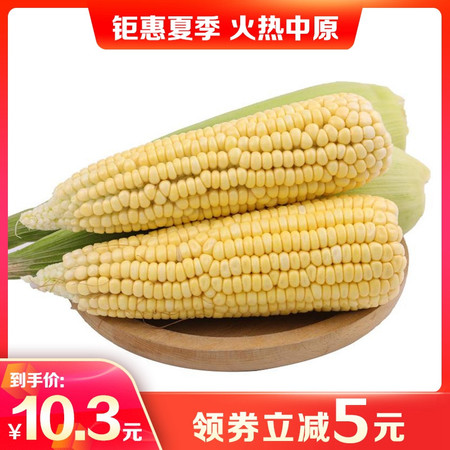 【直播节活动】太行山原味黄玉米棒7个（每个约400克）带皮 非转基因