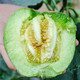 农家自产 【河南邮政】绿宝甜瓜 5斤装（6-9个） 新鲜水果甜瓜脆瓜绿宝石香瓜