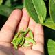 【2017新茶上市】雀舌四川名茶羌笛牌羌山雀舌北川高山苔子茶明前单芽50g直立铁罐装