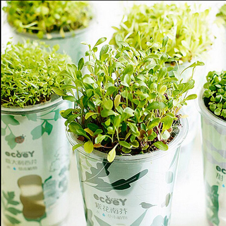 乐活栽培 自动吸水盆栽 绿色健康植物 迷你创意绿植 意大利西芹图片