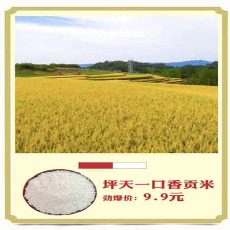 【云阳邮政】坪天一口香贡米500g（品鉴装）