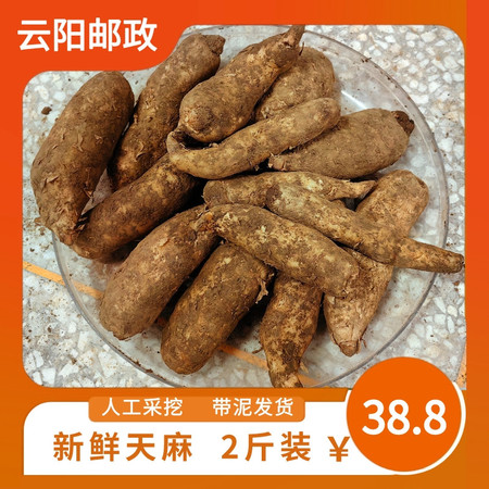 三峡云海 【云阳邮政】当季新鲜天麻 1kg（12-16个）