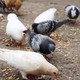 “农家自产” 九华山农家散养新鲜现杀鸽子单只300g以上共3只装