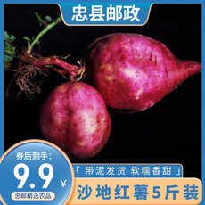 忠粮荟 【重邮忠县馆】沙地红薯5斤5-7个装  软糯香甜
