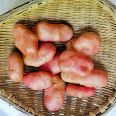 农家自产 红皮黄心嫩土豆 带箱5斤
